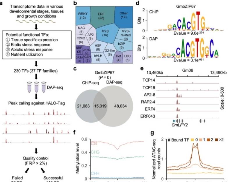 DAP-seq global TFBS identification (Jiao et al., 2020)