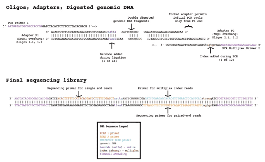 ddRADseq