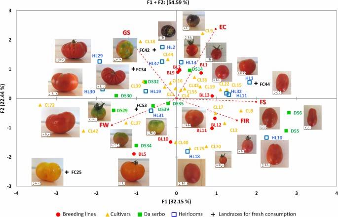 Loading plot of the first (F1) and second (F2) principal components showing the variation for main fruit traits in accessions of the mini-core set developed from ddRAD SNP data of 288 cultivated tomato genotypes.