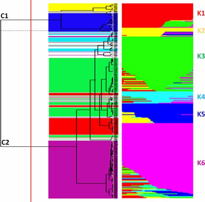 Estimate of genetic diversity in 288 tomato accessions using ddRAD.