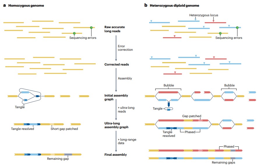 De Novo Genome Assembly：How to Conduct it and How to Apply It