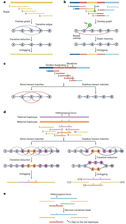 Overlap graph assembly.