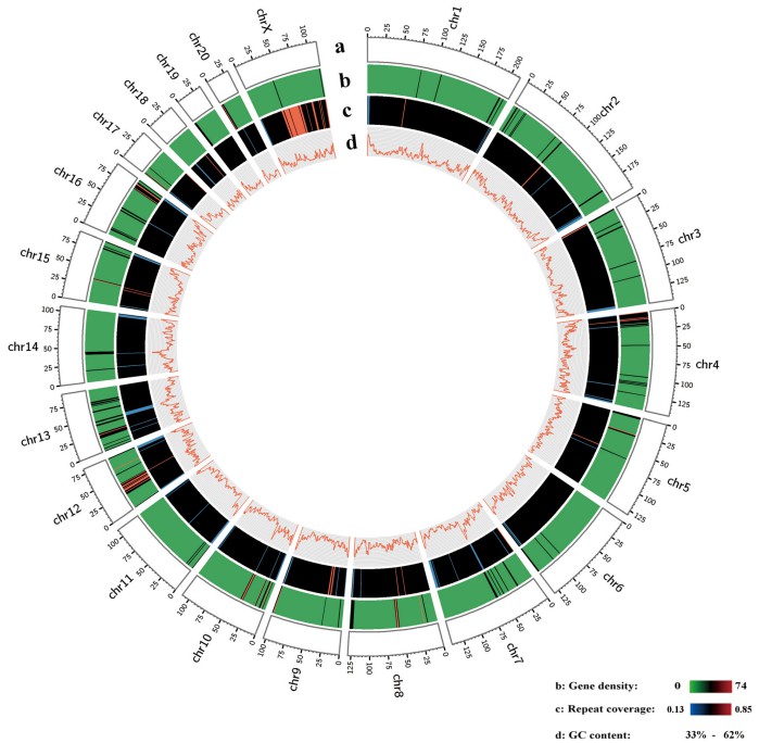 Genome landscape of giant panda