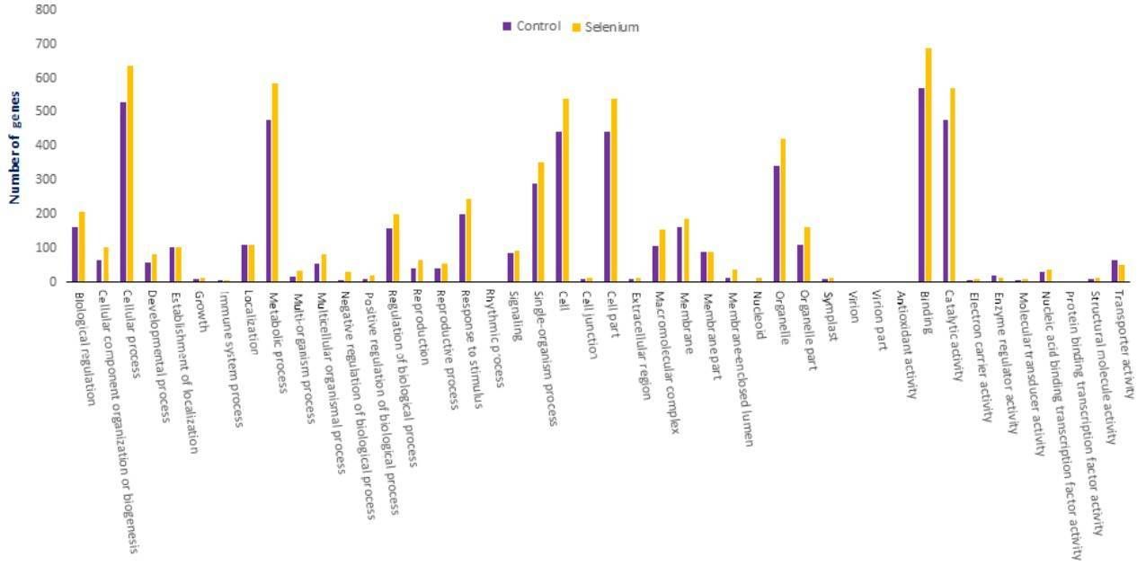 Figure 5. Gene Ontology (GO) classifications of miRNA targets in A. chrysochlorus. (Cakir et al., 2016)