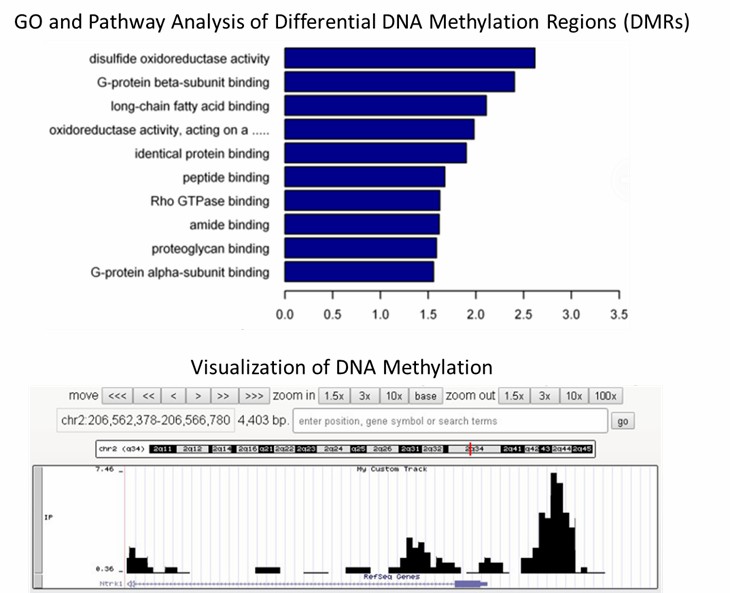 The DNA 6mA sequencing results display figure.