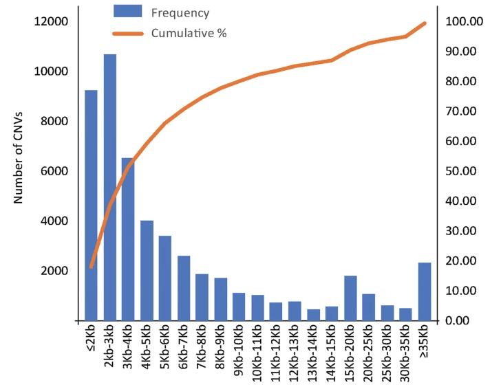 Figure 2 CNV size interval distribution