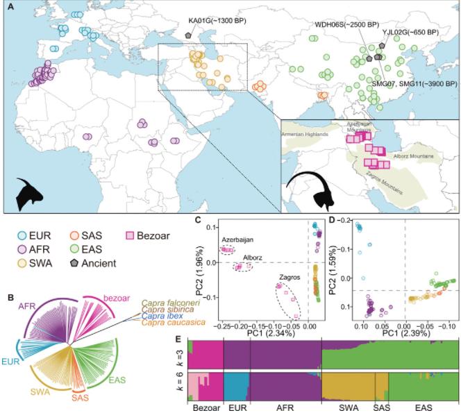 Figure5 Geographic distribution and genetic affinities of wild and domestic goats