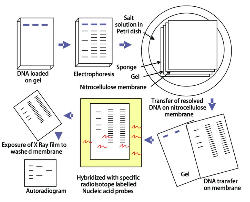 Figure.1 Southern blot analysis