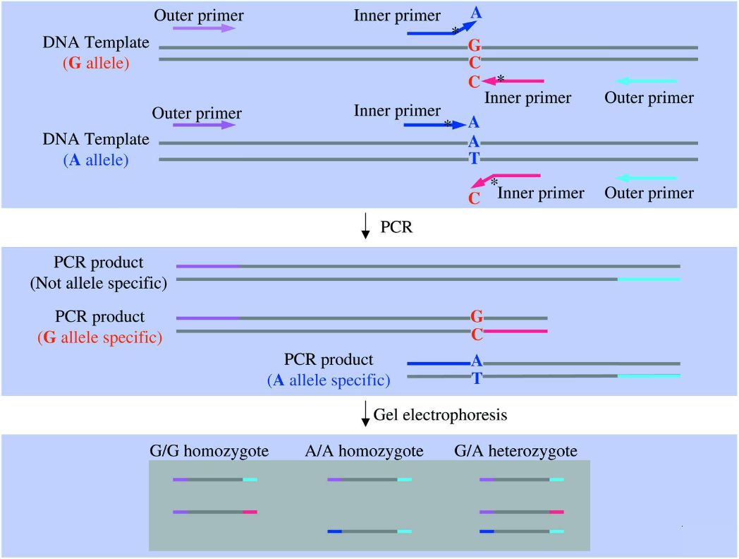 Figure.2 ARMS-PCR