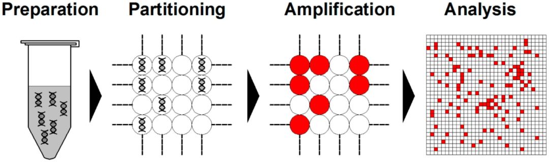 Figure.3 dPCR workflow