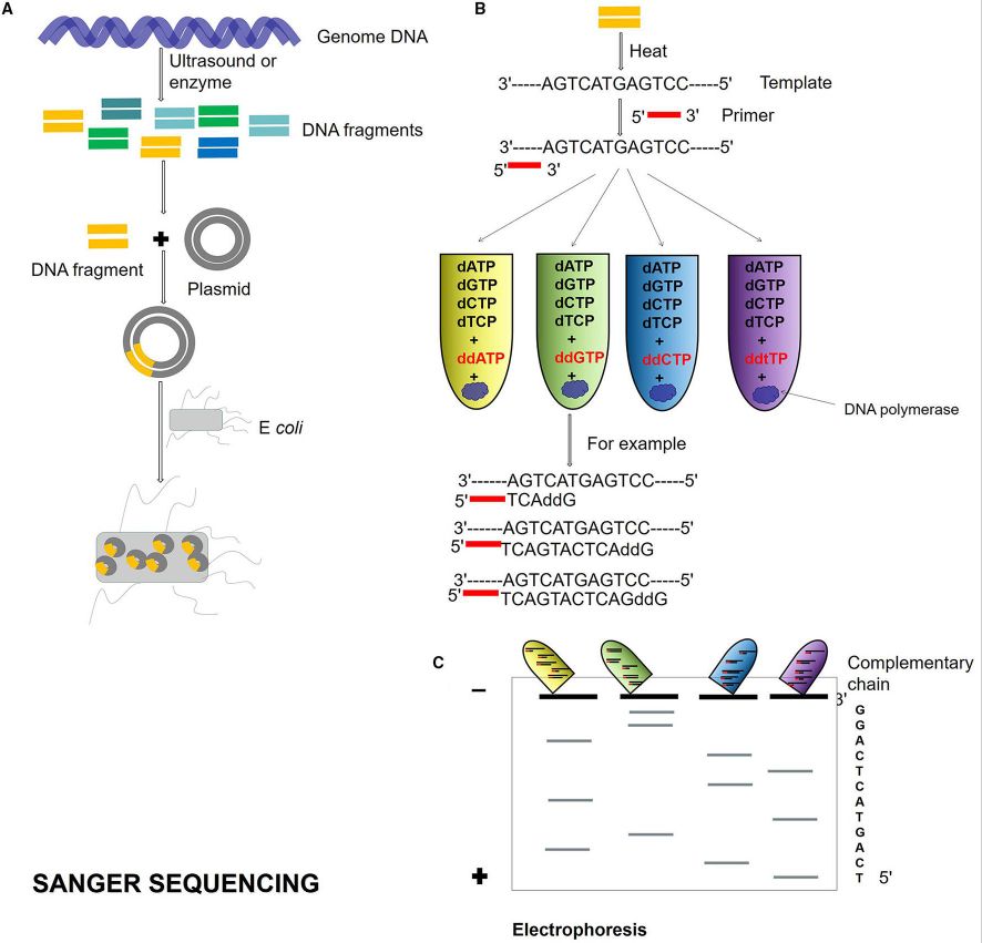 Figure.6 Sanger sequencing process