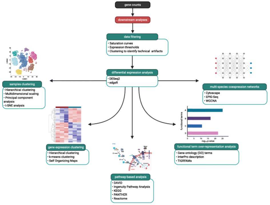 A general workflow showing examples of downstream analyses for a typical multi-species RNA-Seq analysis.