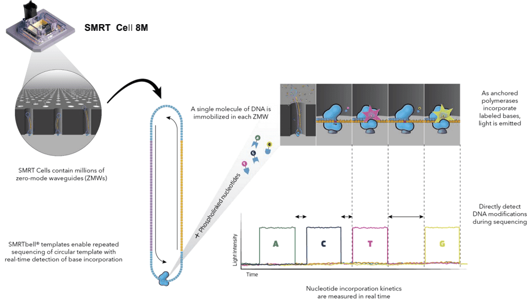 Simultaneous collection of data including DNA modifications