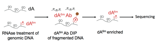 Illustration of 6mA DNA immunoprecipitation