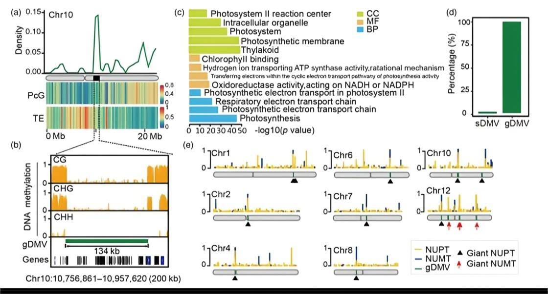 DNA Methylation Valleys (DMVs) in the Rice Genome: Epigenetic Regulation and 3D Genome Architecture