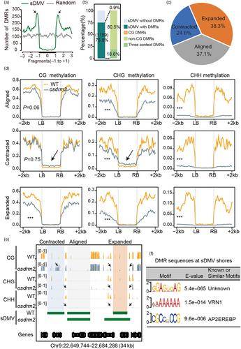 OsDRM2 maintains DNA methylation at the sDMV shores in rice. (Zhang et al., 2023)