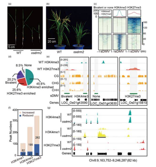 OsDRM2 ablation has a weak impact on histone modifications within sDMV regions. (Zhang et al., 2023)