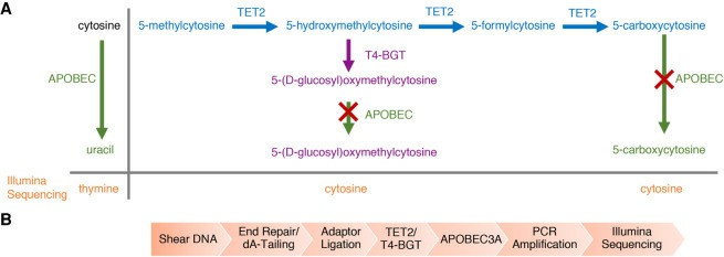 The mechanism of action and workflow of Enzymatic Methyl-seq (Vaisvila et al., 2021)