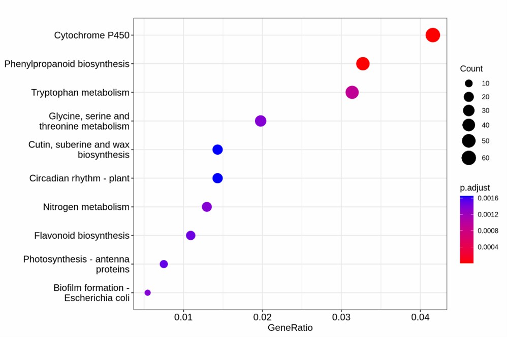 KEGG enrichment analysis of differentially methylated regions.