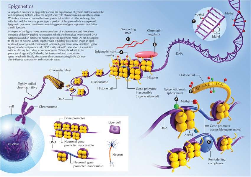 Overview of epigenetic mechanisms and gene regulation.