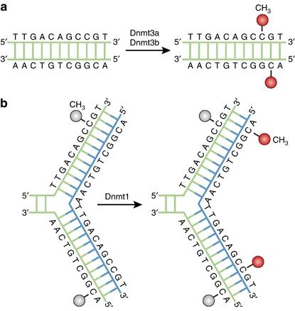 Figure 1. Pathways of DNA methylation. (Moore et al., 2013)