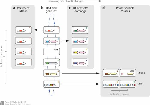 Figure 2. Illustration depicting the evolutionary progression of prokaryotic DNA methylation patterns, highlighting four evolutionary mechanisms. (Anton et al., 2021)