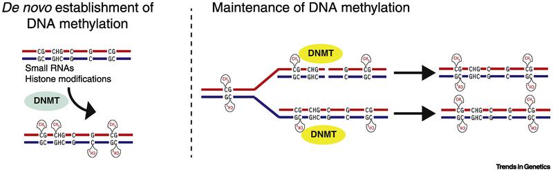 Figure 3. Relationships in the evolution of eukaryotic DNA methyltransferases. (Schmitz et al., 2019)