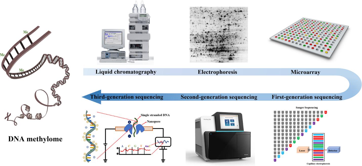 Figure 4. Evolutionary development of DNA methylation profiling techniques. (Li et al., 2021)