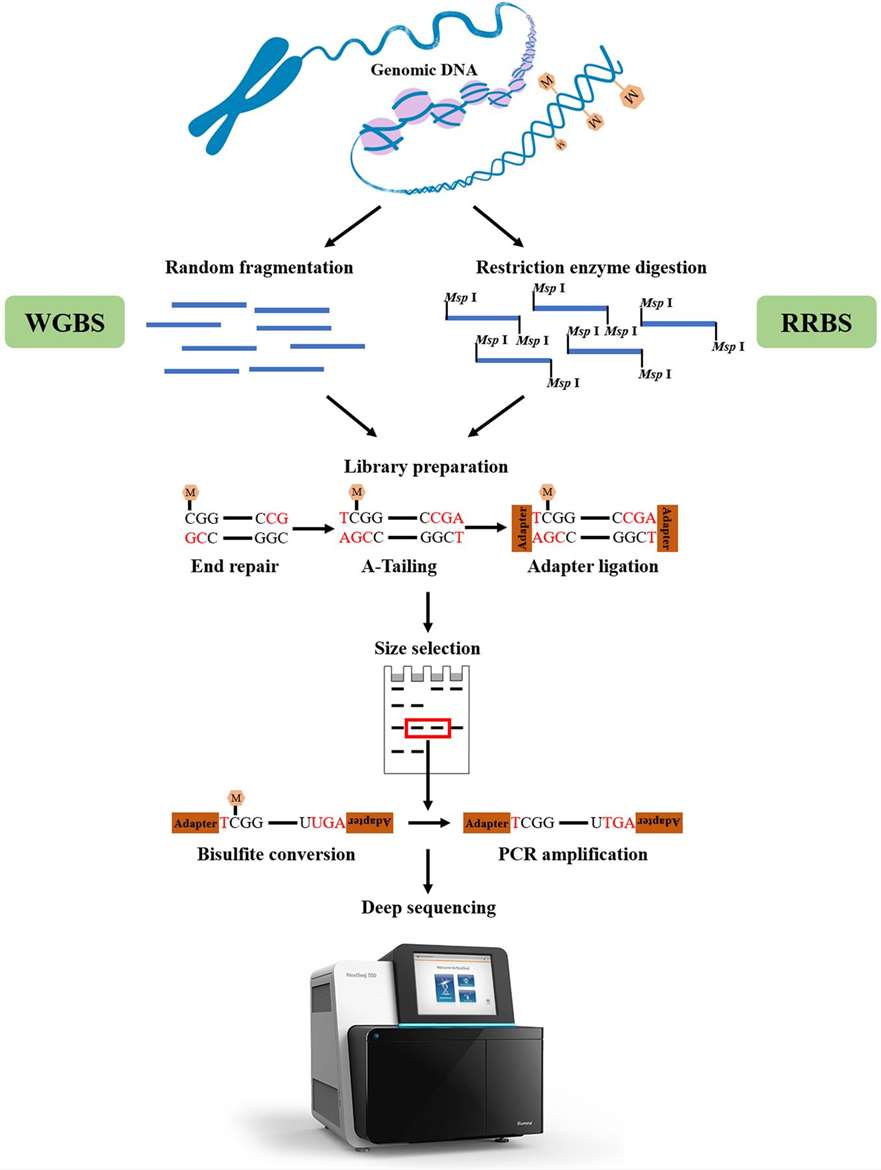 Figure 5. Summary of WGBS and RRBS methodologies. (Li et al., 2021)