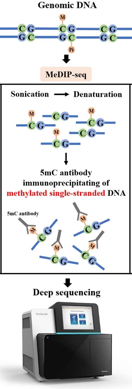 Figure 6. Analysis of key principles underlying MeDIP-seq. (Li et al., 2021)