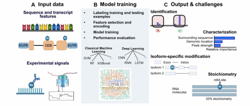 Transcriptome-wide prediction of chemical messenger RNA modifications with other methods (Acera et al., 2023)