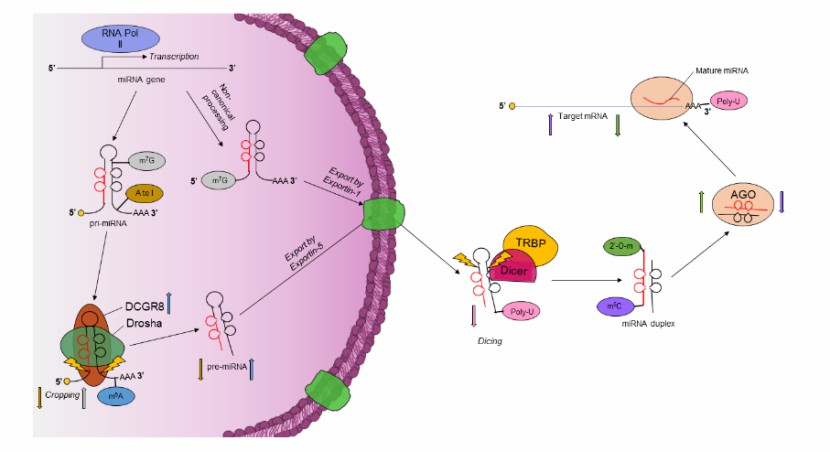Regulating the maturation and downstream targeting of miRNAs by Epitranscriptomic modifications (Daniel et al., 2022)