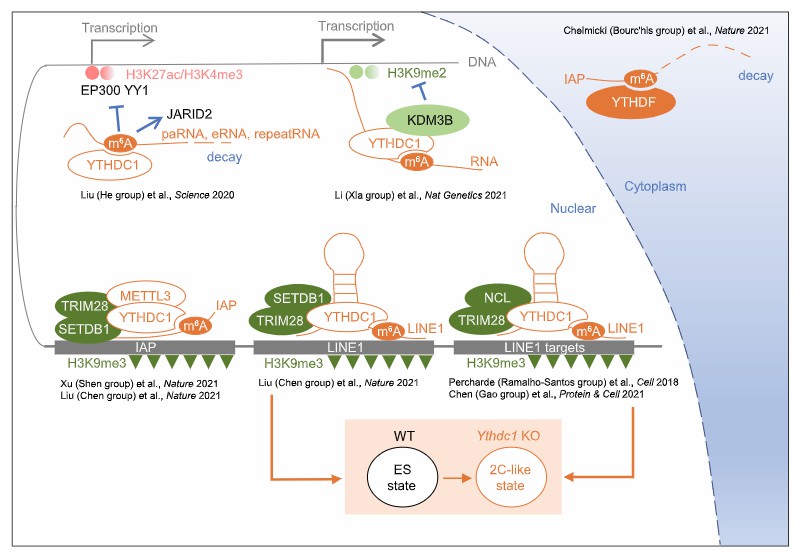 Mechanism of m6A regulating chromatin environment (He et al., 2021)