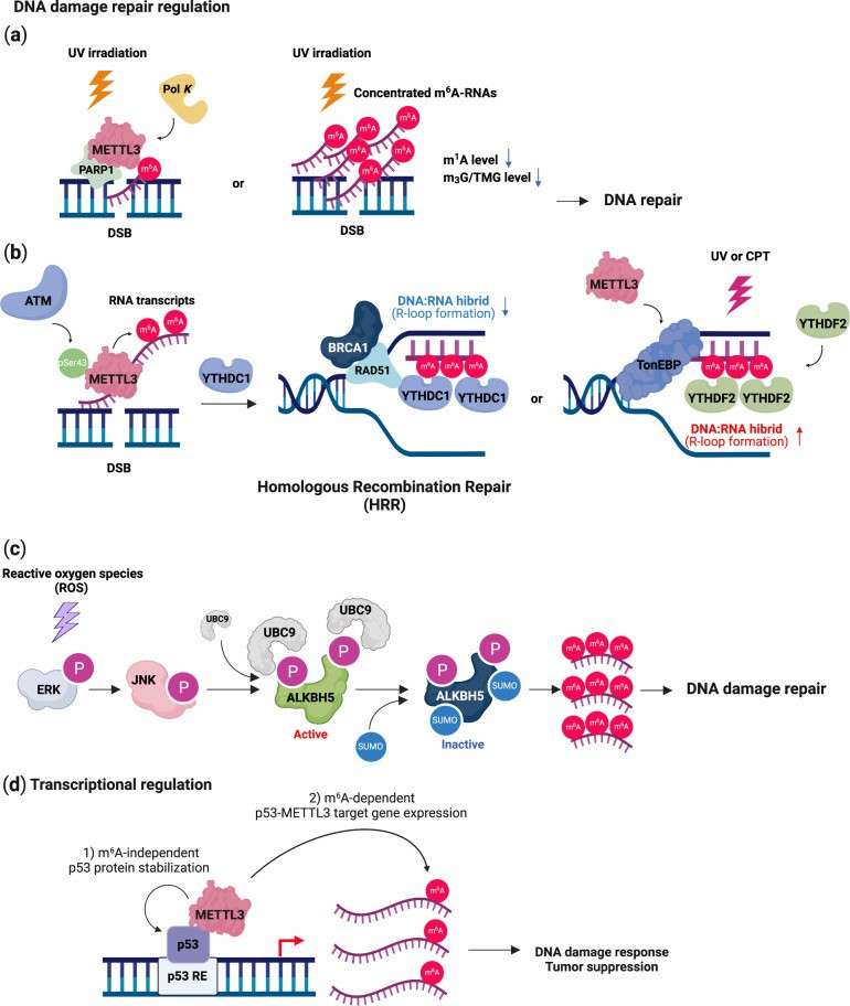 m6A regulating DNA damage response and repair (Hong et al., 2022)