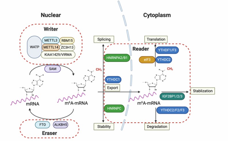 m6A regulates proteins in glioma pathogenesis (Kobayashi et al., 2024)