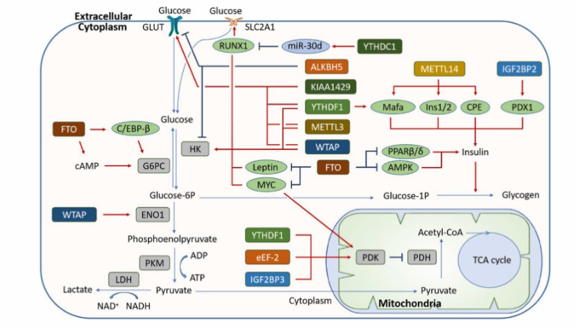 Carbohydrate metabolism regulated by m6A modification (Hu et al., 2023)