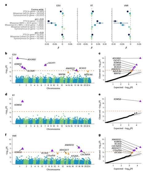 Impact of exome-wide burden of rare protein-coding variants and gene discovery based on the PTV burden for EDU, RT and VNR in EUR samples in the UKB.