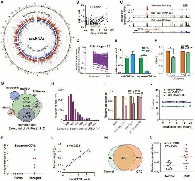 Circos diagram displays circRNA in cells and cell-derived exosomes