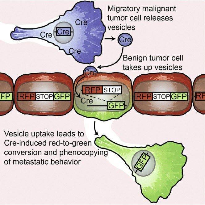 In vivo imaging confirms widespread exosome delivery