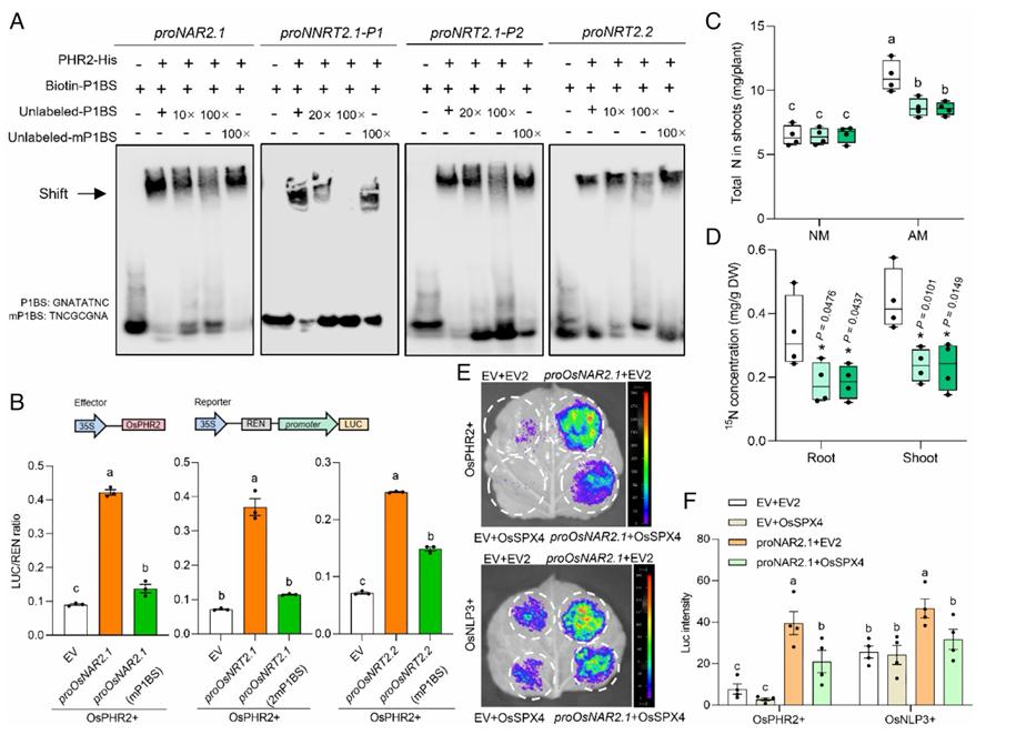 Expanding Horizons: Diverse Applications of DAP-Seq