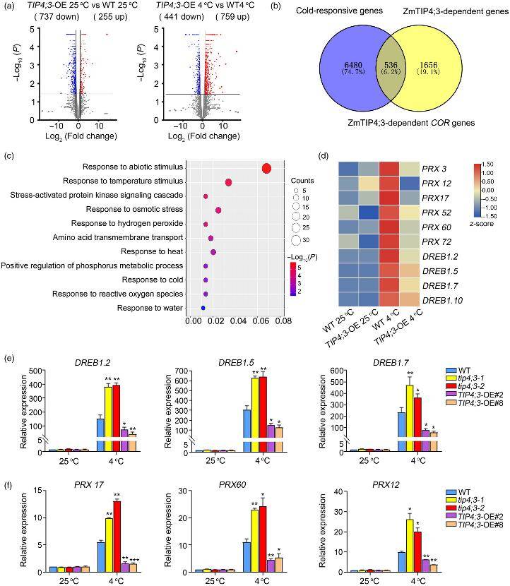 Global transcriptomic profiling of TIP4;3-regulated gene networks (Zeng et al., 2024)