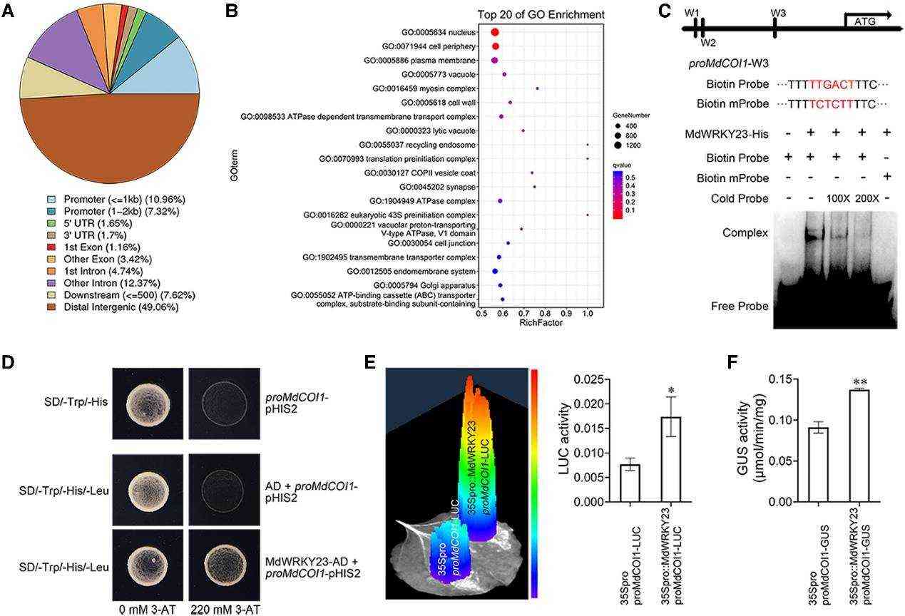 MdWRKY23-mediated transcriptional activation of MdCOI1 in the JA signaling pathway (Han et al., 2024)