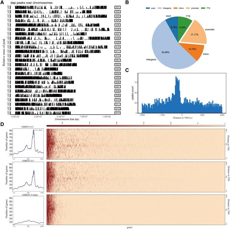 GhBES1.4-dependent cis-element recognition and BR signaling networks revealed by DAP-seq mapping in cotton fiber development (Liu et al., 2023)