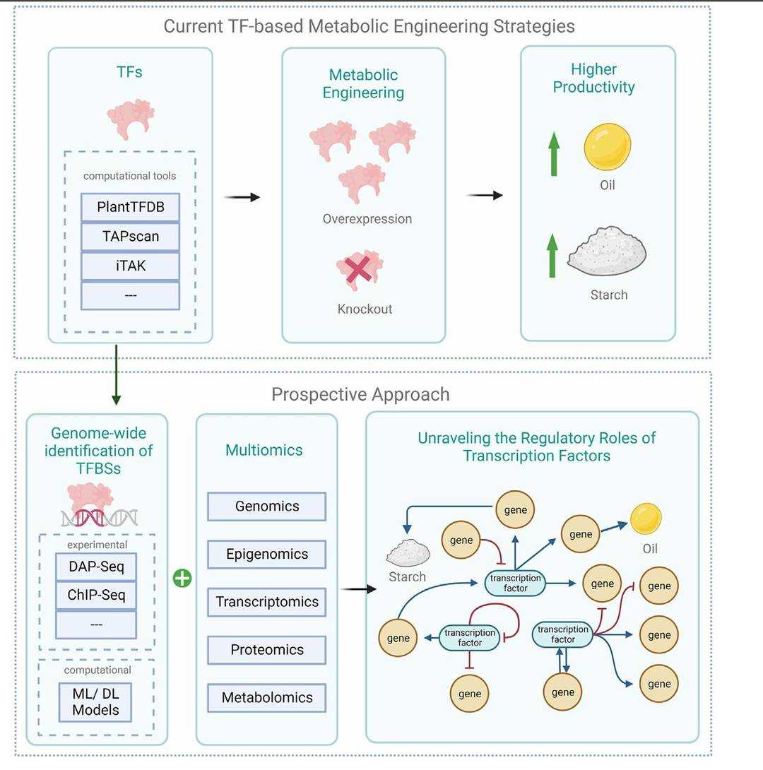 Evolutionary and emerging transcription factor engineering frameworks in microalgal biotechnology (Gupta et al., 2024)