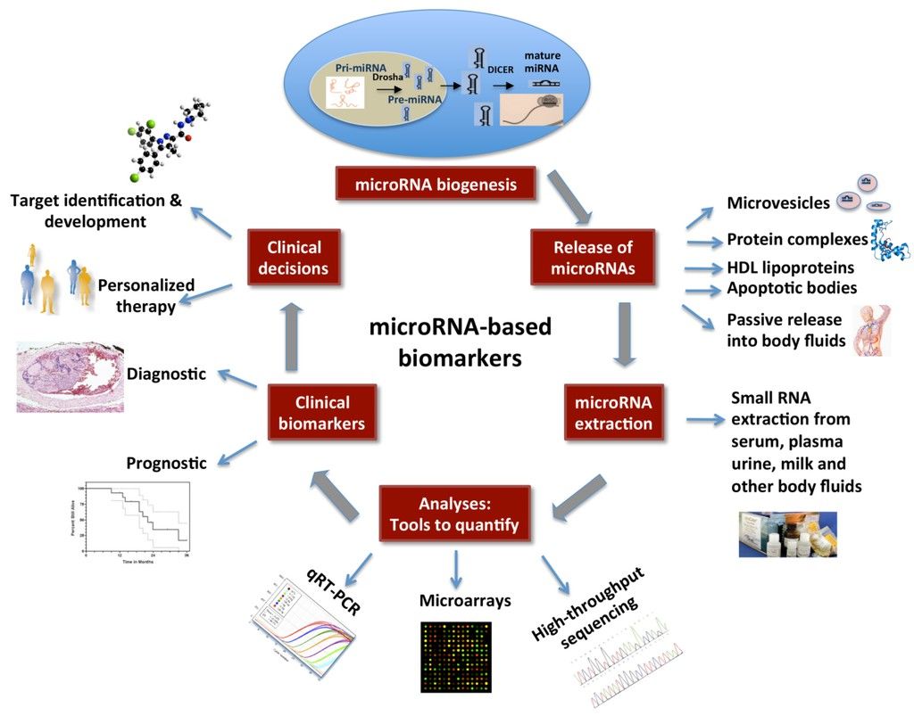 Circulating microRNAs as biomarkers 