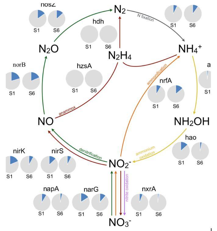 Overview of nitrogen cycle processes by selected marker genes. (de Jong et al., 2018)