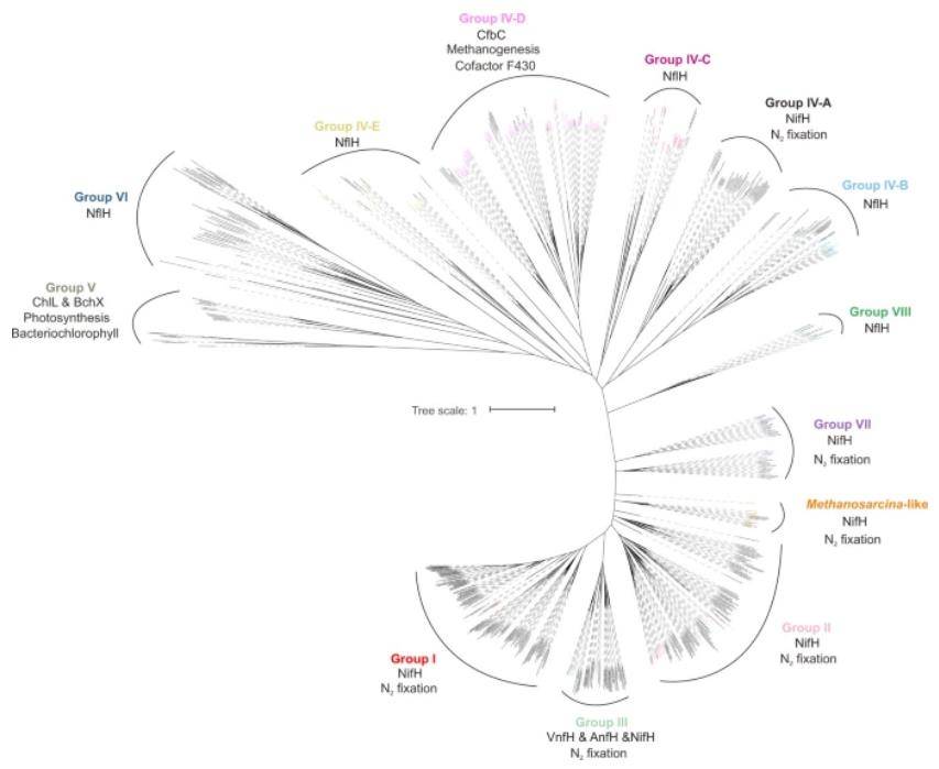 Maximum-likelihood phylogenetic tree of non-redundant nitrogenase subunit NifH identified from cold seep metagenomic assemblies. (Dong et al., 2022)