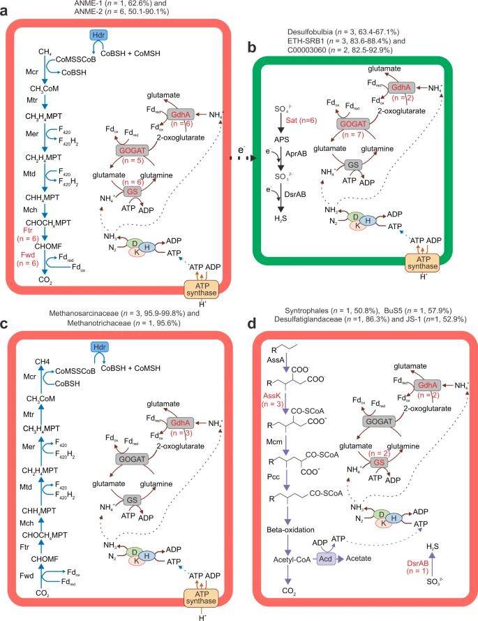 Metabolic reconstruction of core pathways for nitrogen-fixing MAGs. (Dong et al., 2022)