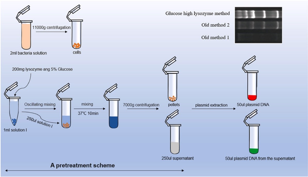 A schematic for plasmid extraction pretreatment. (Zhang, Y. M., et al., Analytical Biochemistry, 2023)