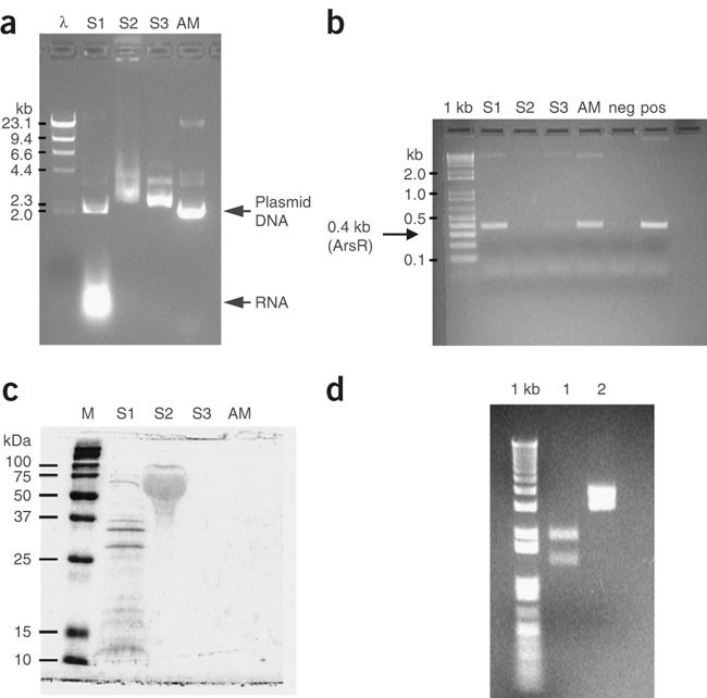 Plasmid purification from cell lysate using temperature-induced precipitation. (Lao, U., Kostal, et al., Nat Protoc, 2007)